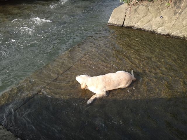 福岡県糟屋郡粕屋町　多々良川　コメショウ　愛犬ナナ　ゴールデン　ラブラドール　レトリバー　散歩　川遊び