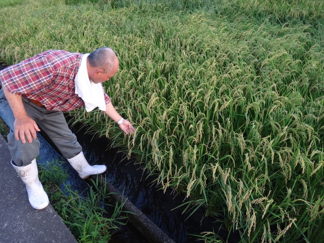 コシヒカリ　鹿児島県肝属郡東串良町　大幸農産　中島正幸さん　早期米の視察　コメショウ