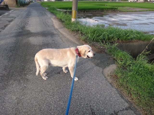 コメショウ　愛犬ナナ　ゴールデン　ラブラドール　レトリバー　散歩