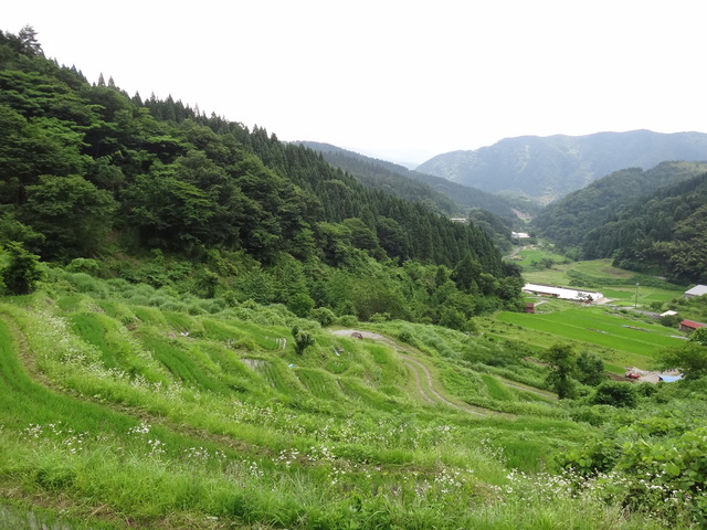 兵庫県但馬　美方郡香美町村岡区熊波　熊波の棚田　コメショウ