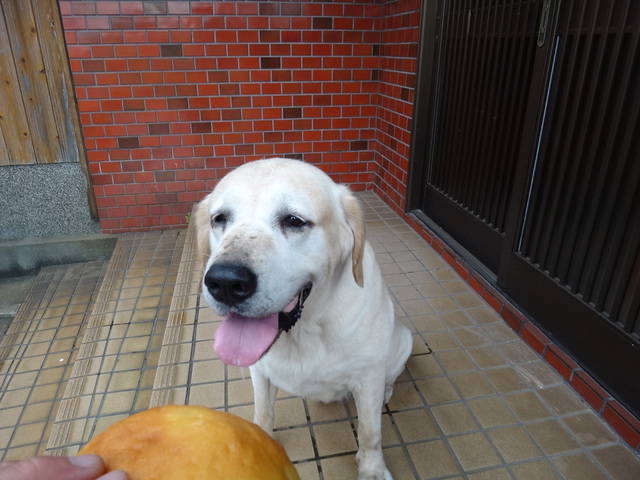 コメショウ　愛犬ナナ　ゴールデン　ラブラドール　レトリバー　ご褒美　パン