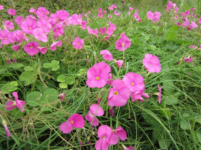 コメショウ　秋　紫色の花