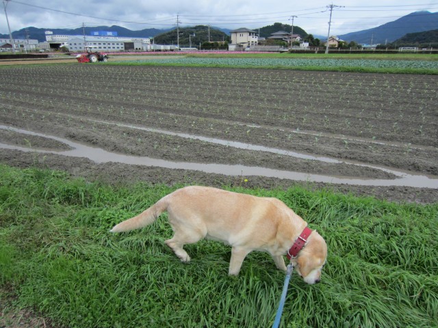 コメショウ　愛犬ナナ　ゴールデン　ラブラドール　レトリバー