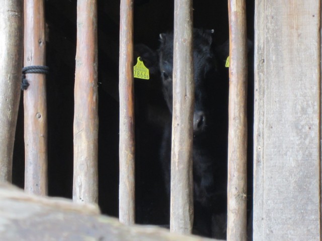 コメショウ　熊波の棚田　兵庫県但馬　美方郡香美町村岡区熊波　但馬牛の子牛