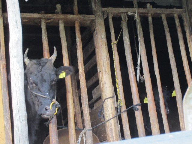 コメショウ　熊波の棚田　兵庫県但馬　美方郡香美町村岡区熊波　但馬牛の親子