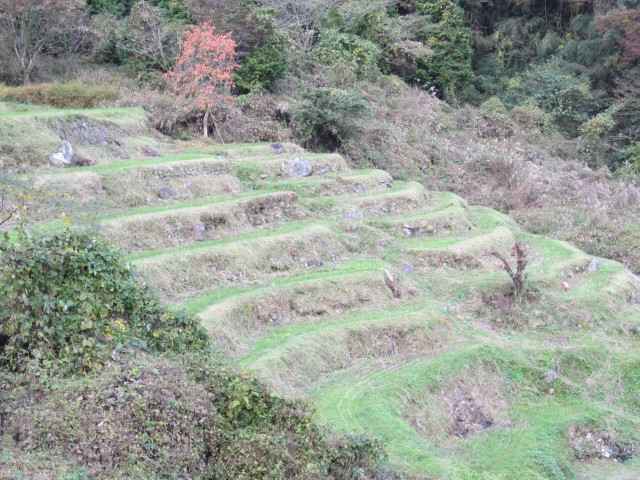 コメショウ　熊波の棚田　兵庫県但馬　美方郡香美町村岡区熊波