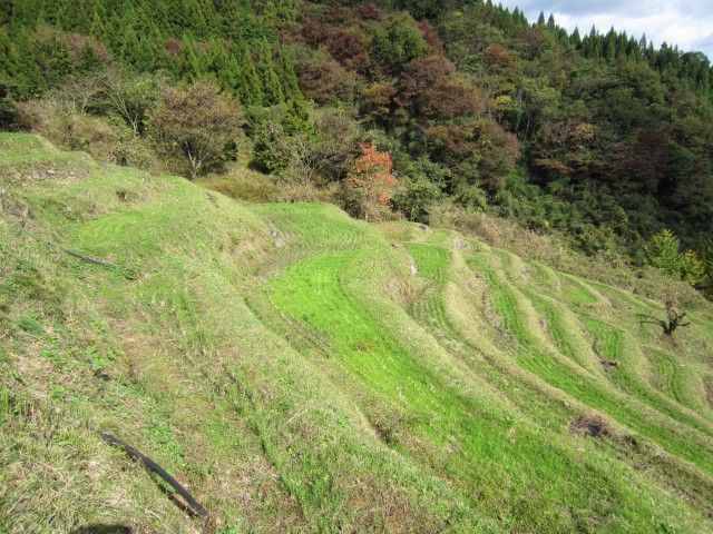 コメショウ　熊波の棚田　兵庫県但馬　美方郡香美町村岡区熊波