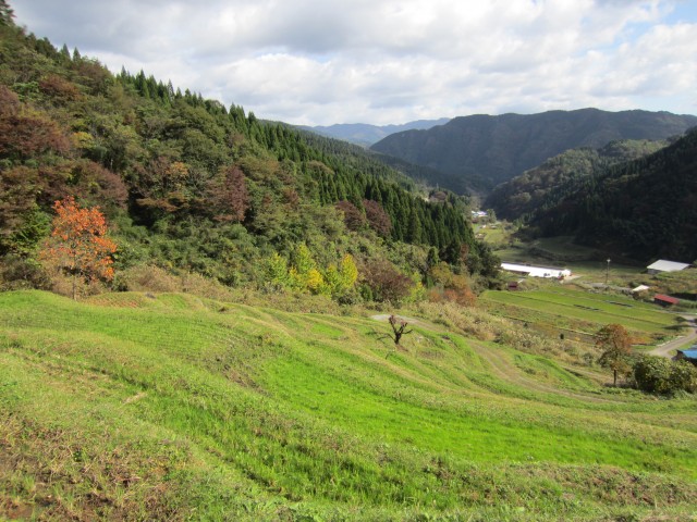 コメショウ　熊波の棚田　兵庫県但馬　美方郡香美町村岡区熊波