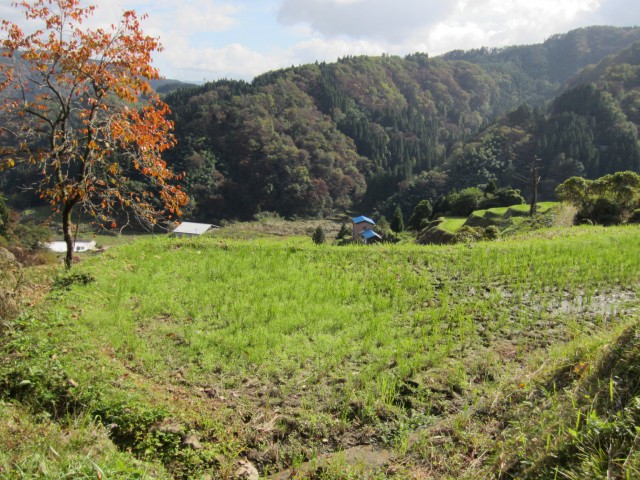 コメショウ　熊波の棚田　兵庫県但馬　美方郡香美町村岡区熊波