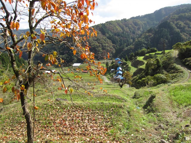 コメショウ　熊波の棚田　兵庫県但馬　美方郡香美町村岡区熊波