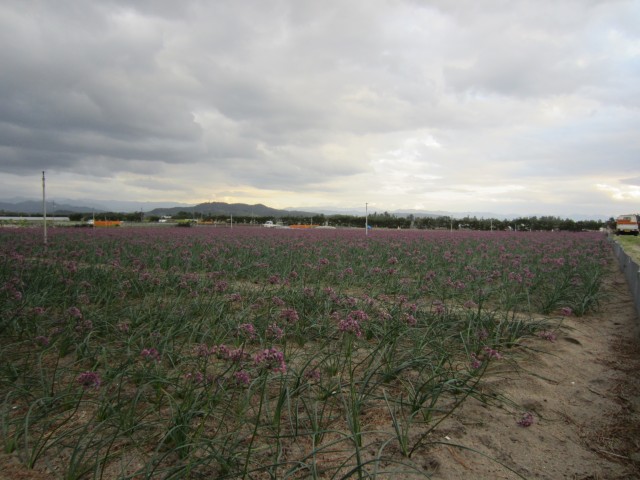 コメショウ　鳥取県東伯郡北栄町　らっきょうの花