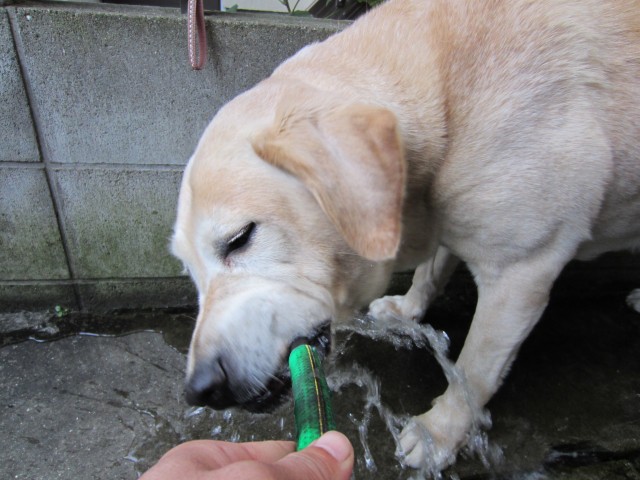 コメショウ　愛犬ナナ　散歩　ゴールデン　ラブラドール　レトリーバー