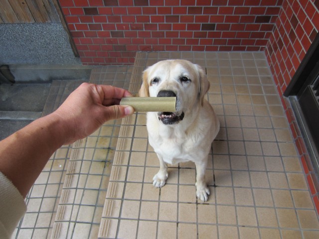 コメショウ　愛犬ナナ　ゴールデン　ラブラドール　レトリーバー　ご褒美　おやつ