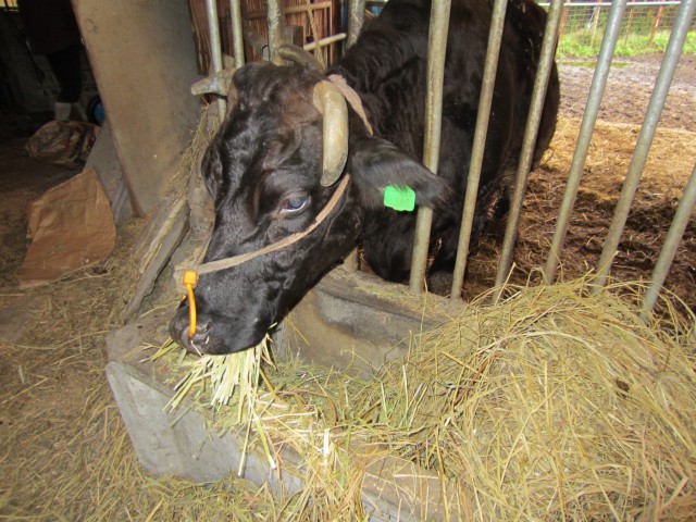 コメショウ　豊後和牛　田部誠樹　大分県竹田市小川