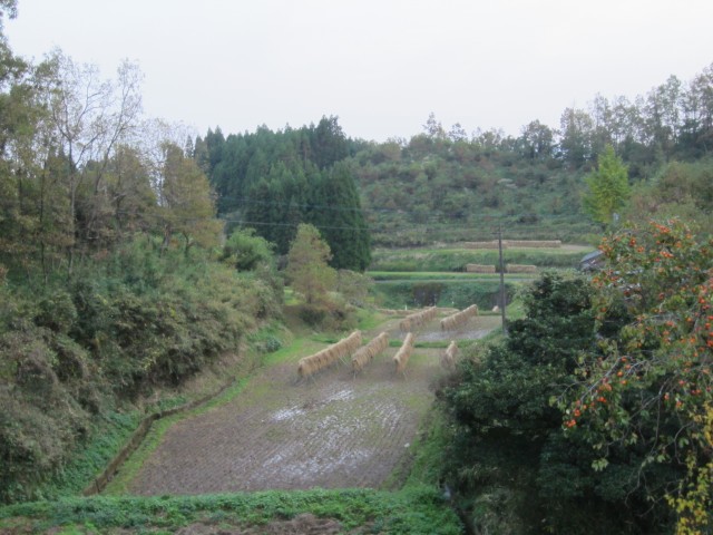 コメショウ　大分県竹田市小川　かけ干し