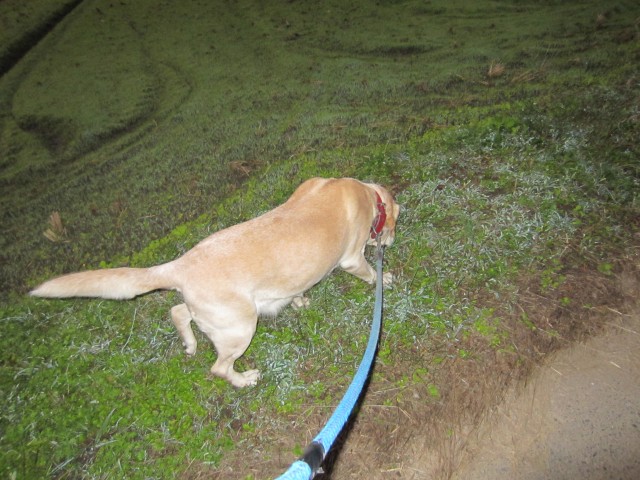 コメショウ　愛犬ナナ　お散歩　ゴールデン　ラブラドール　レトリバー