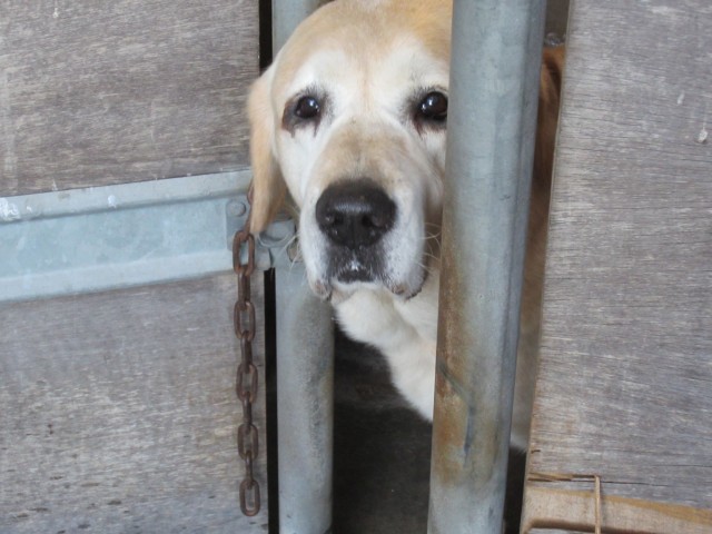 コメショウ　愛犬ナナ　ゴールデン　ラブラドール　レトリバー　