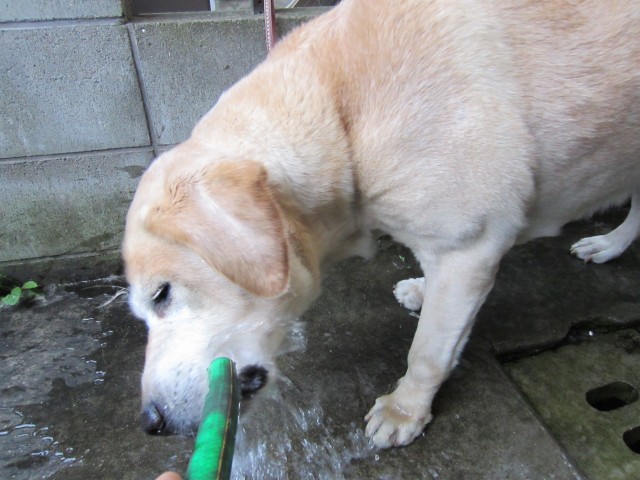 コメショウ　愛犬ナナ　ゴールデン　ラブラドール　レトリバー