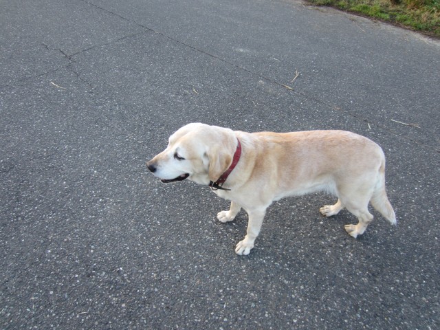 コメショウ　愛犬ナナ　ゴールデン　ラブラドール　レトリバー　お散歩