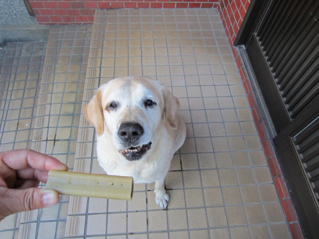 コメショウ　愛犬ナナ　ゴールデン　ラブラドール　レトリバー　ご褒美