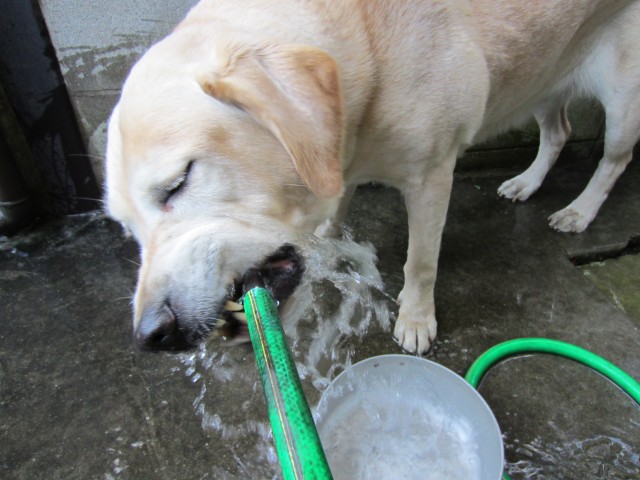 コメショウ　愛犬ナナ　ゴールデン　ラブラドール　レトリバー