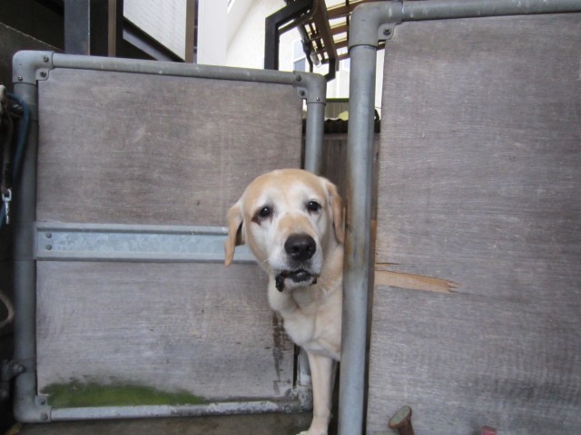 コメショウ　愛犬ナナ　ゴールデン　ラブラドール　レトリバー　