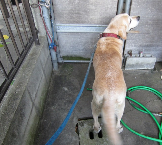コメショウ　愛犬ナナ　ゴールデン　ラブラドール　レトリバー