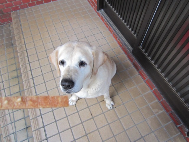 コメショウ　愛犬ナナ　ゴールデン　ラブラドール　レトリバー