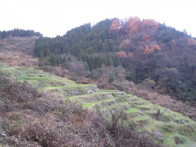 コメショウ　兵庫県但馬　美方郡香美町村岡区熊波　熊波の棚田　１２月５日