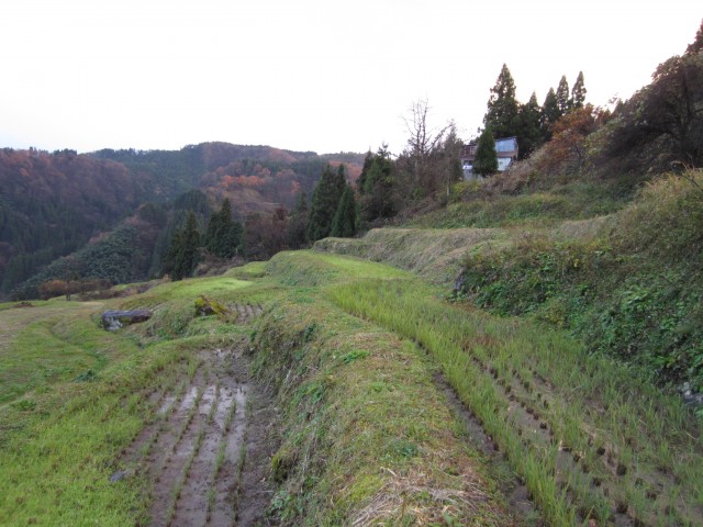 コメショウ　兵庫県但馬　美方郡香美町村岡区熊波　熊波の棚田　１２月５日