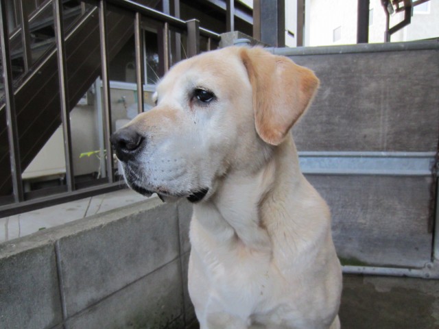 コメショウ　愛犬ナナ　ゴールデン　ラブラドール　レトリバー