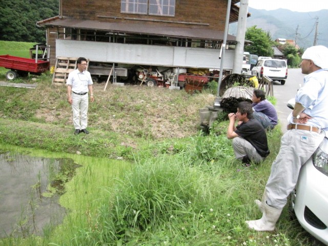 マルイ有機　溝口さん　島根県鹿足郡吉賀町　圃場視察　生育調査　注連川の糧　コメショウ