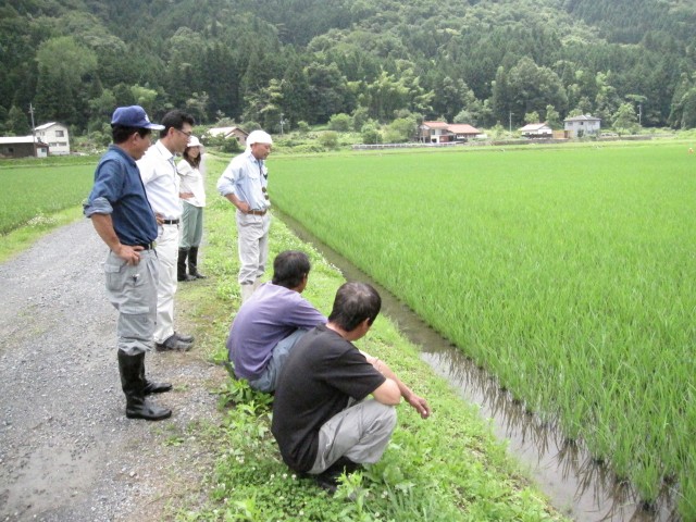 マルイ有機　溝口さん　島根県鹿足郡吉賀町　圃場視察　生育調査　注連川の糧　コメショウ