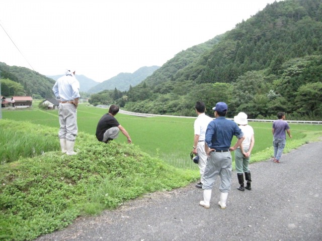 島根県鹿足郡吉賀町注連川　「注連川の糧」　若林章則　有機低農薬　コシヒカリ　マルイ有機　圃場視察