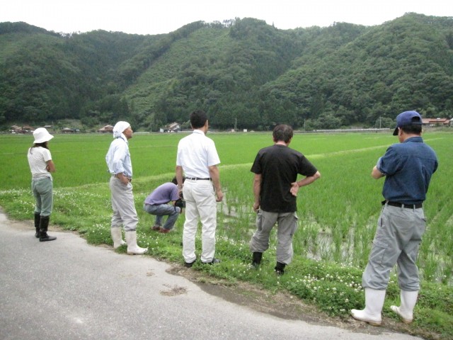 島根県鹿足郡吉賀町立戸　特選吉賀米倶楽部　森下保　 品種：コシヒカリ　　有機無農薬　マルイ有機　圃場視察　コメショウ