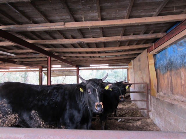 大分県杵築市山香町広瀬　牧野三男　豊後和牛　コメショウ