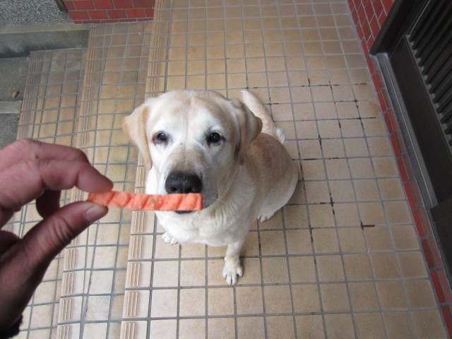 コメショウ　愛犬ナナ　ゴールデン　ラブラドール　レトリバー　おやつ