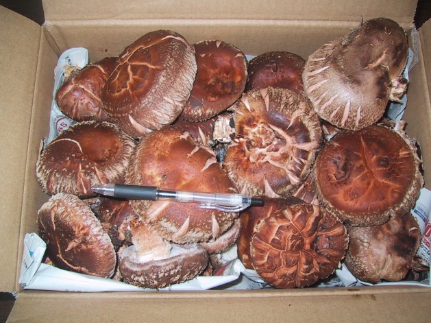 生椎茸