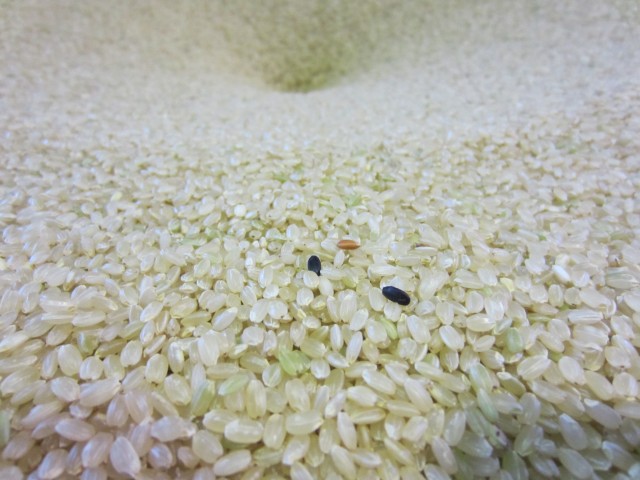 コメショウ　玄米　張り込み　赤米　黒米