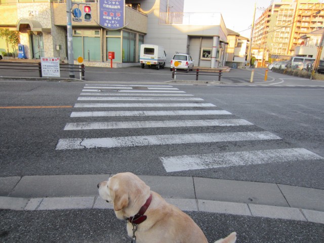 コメショウ　愛犬ナナ　ゴールデン　ラブラドール　レトリバー　信号待ち