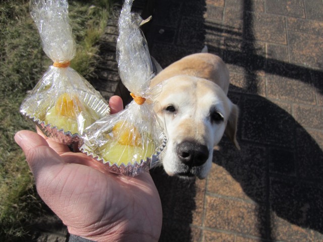 コメショウ　愛犬ナナ　ゴールデン　ラブラドール　レトリバー　プレゼント