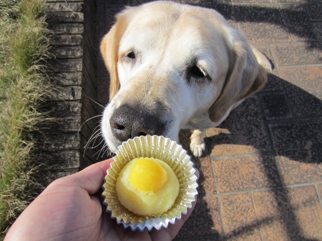 コメショウ　愛犬ナナ　ゴールデン　ラブラドール　レトリバー　プレゼント