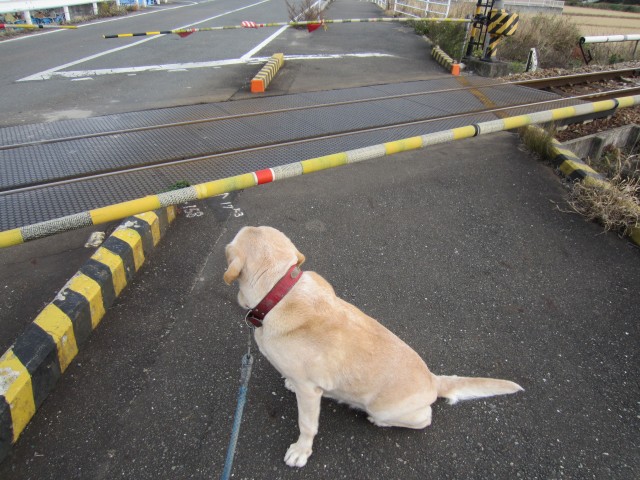 コメショウ　愛犬ナナ　ゴールデン　ラブラドール　レトリバー　散歩