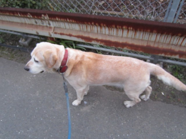 コメショウ　愛犬ナナ　ゴールデン　ラブラドール　レトリバー　散歩