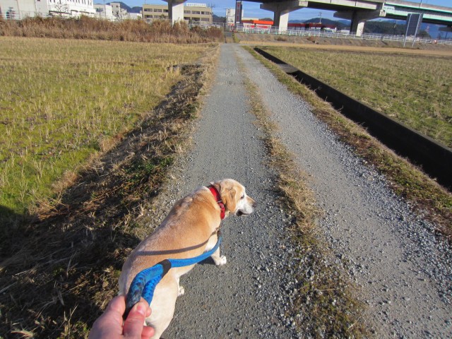 コメショウ　愛犬ナナ　ゴールデン　ラブラドール　レトリバー　散歩