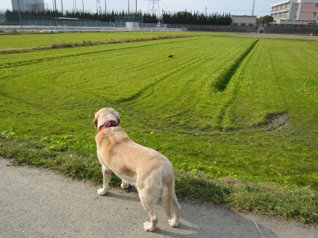 コメショウ　愛犬ナナ　ゴールデン　ラブラドール　レトリバー　散歩