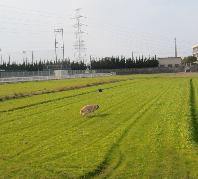 コメショウ　愛犬ナナ　ゴールデン　ラブラドール　レトリバー　散歩