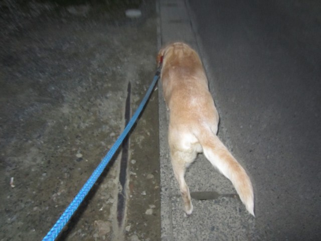 コメショウ 愛犬ナナ ゴールデン ラブラドール レトリバー 散歩 コメショウ 愛犬ナナ ゴールデン ラブラドール レトリバー 散歩