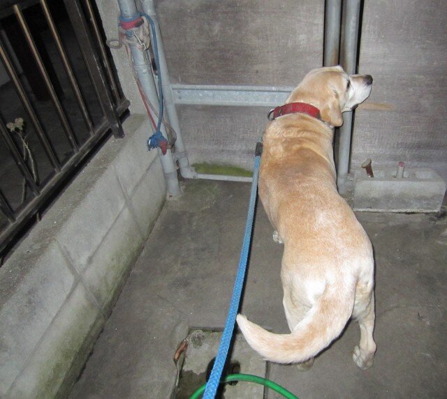 コメショウ 愛犬ナナ ゴールデン ラブラドール レトリバー 散歩 コメショウ 愛犬ナナ ゴールデン ラブラドール レトリバー 散歩