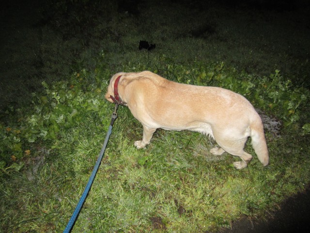 コメショウ　愛犬ナナ　散歩　ゴールデン　ラブラドール　レトリバー